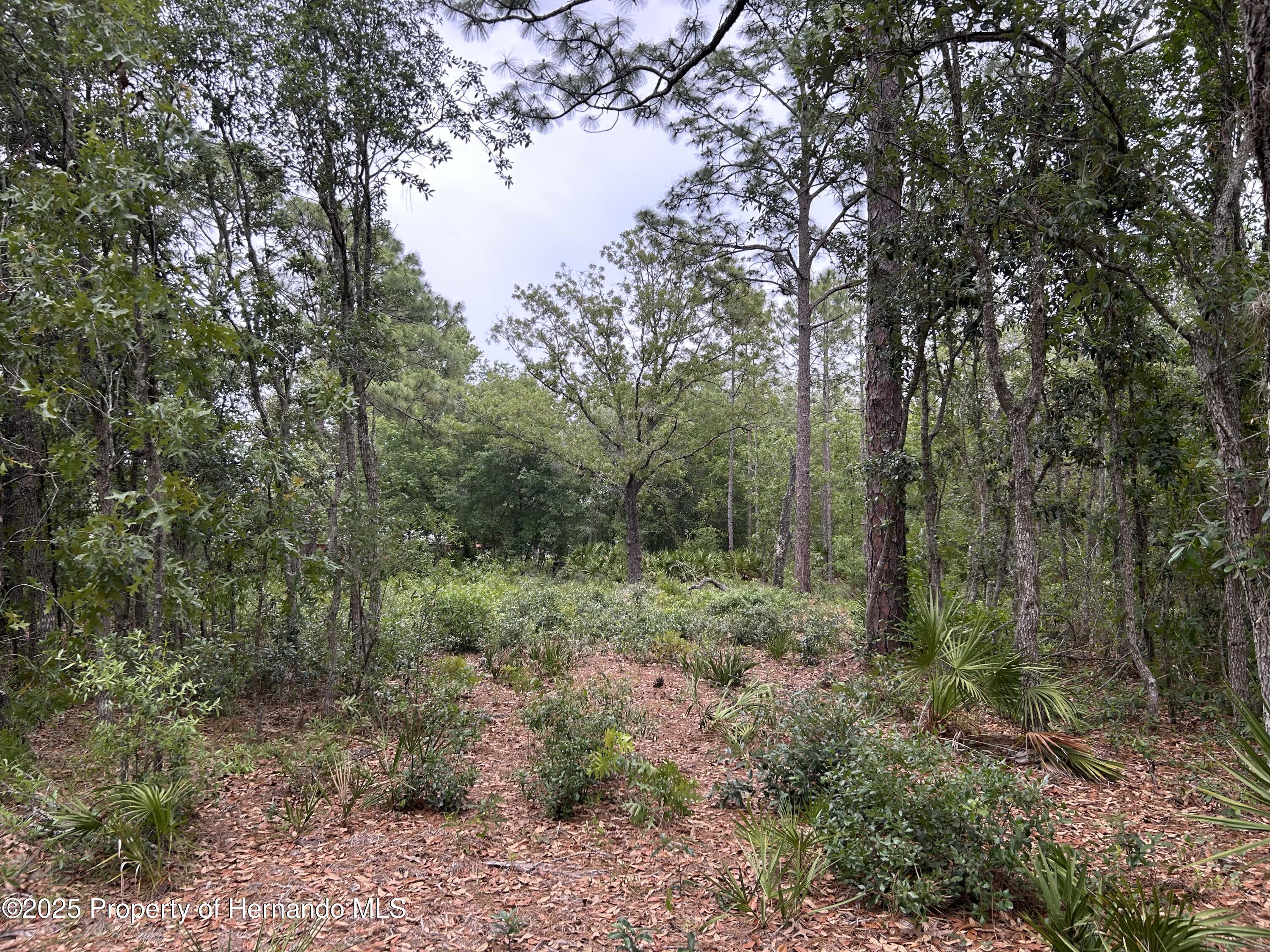 S Slash Pine Avenue, Homosassa, Florida image 1