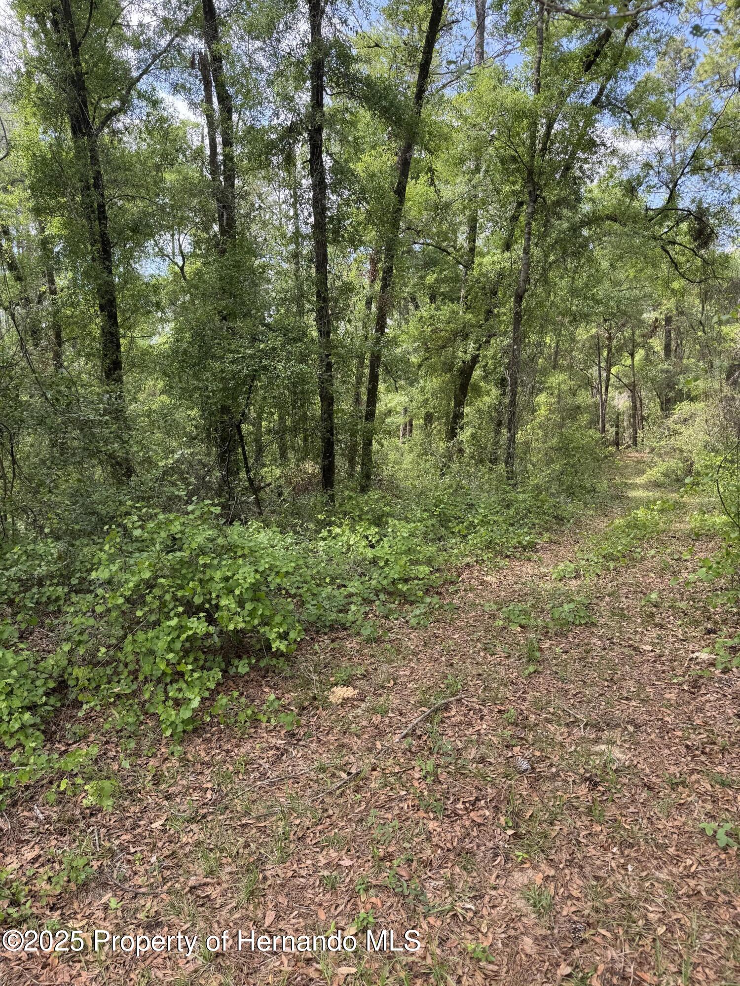 455 E Avondale Drive, Dunnellon, Florida image 4