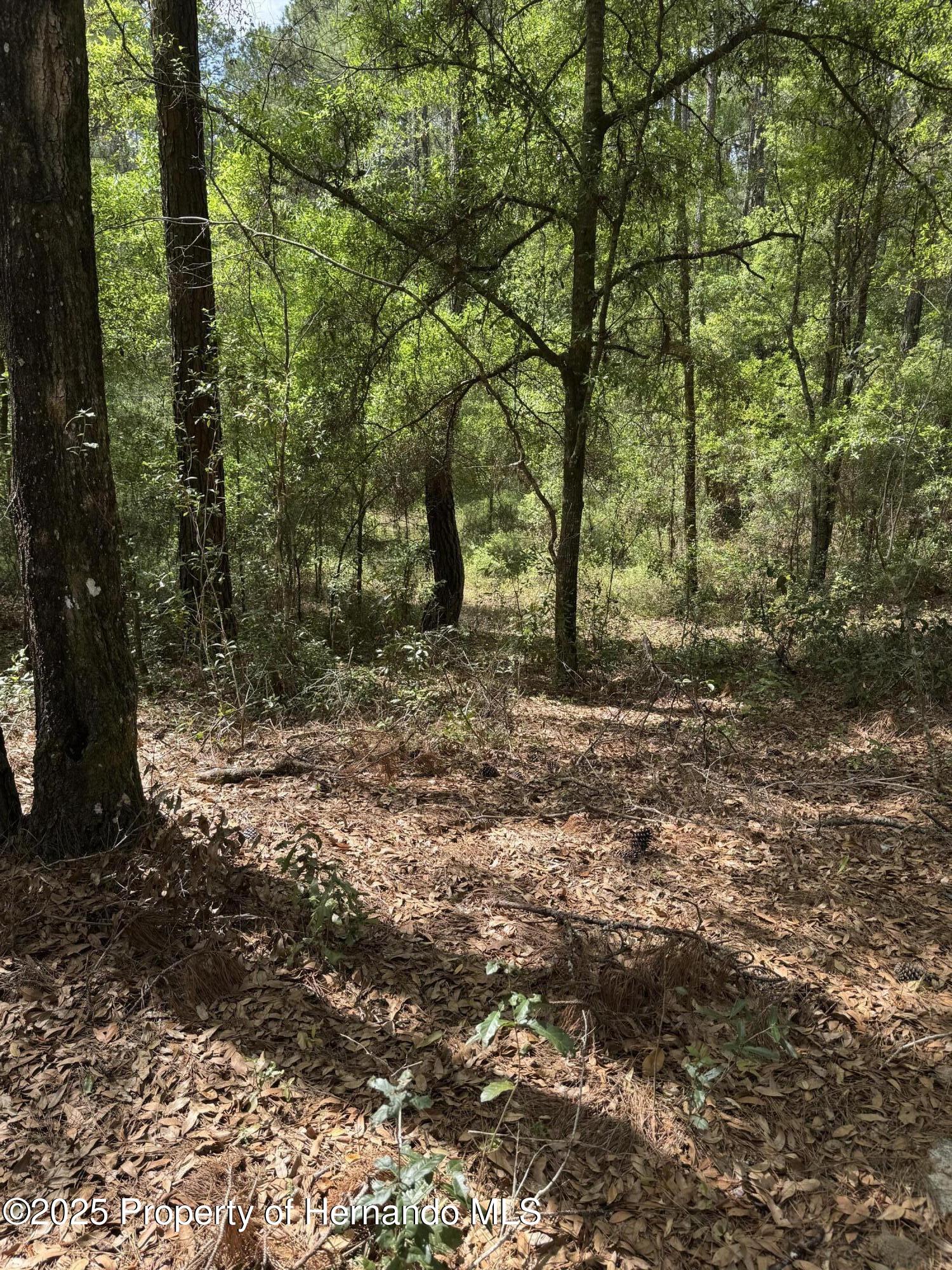 455 E Avondale Drive, Dunnellon, Florida image 5
