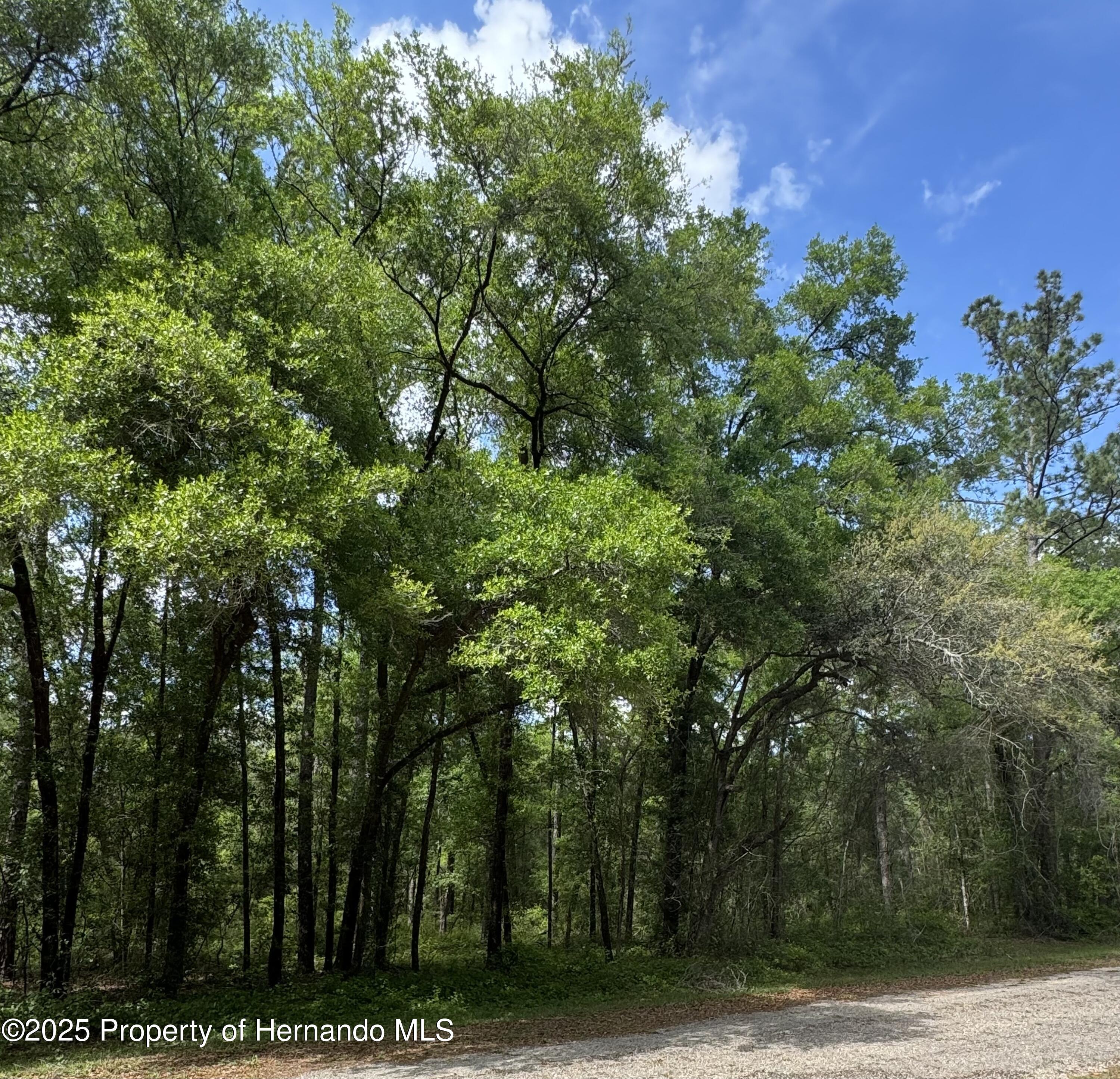 455 E Avondale Drive, Dunnellon, Florida image 3