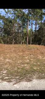 Lot 13 Colonel Avenue, Webster, Florida image 6