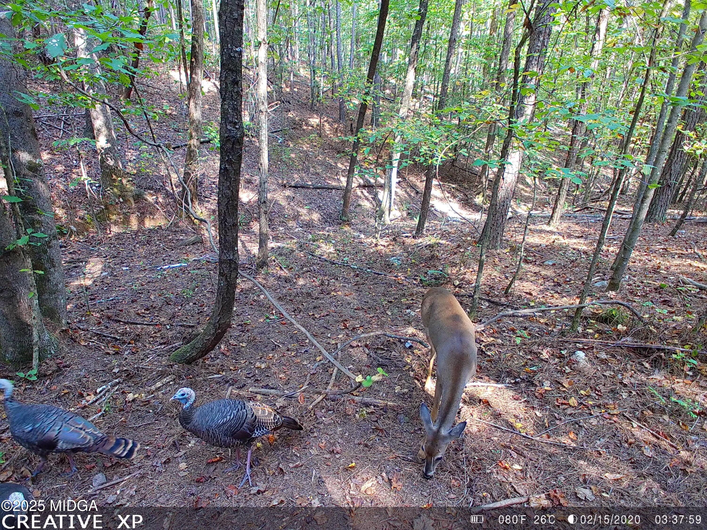 0 Hulsey Trail