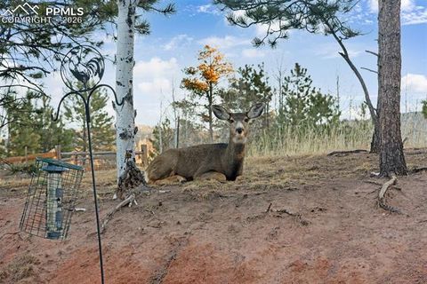 Tiny photo for 1157 Ptarmigan Drive, Woodland Park, CO 80863 (MLS # 4492488)