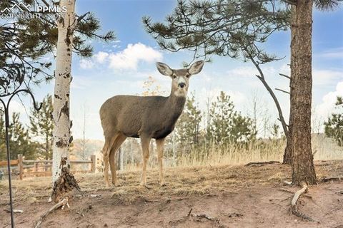 Tiny photo for 1157 Ptarmigan Drive, Woodland Park, CO 80863 (MLS # 4492488)