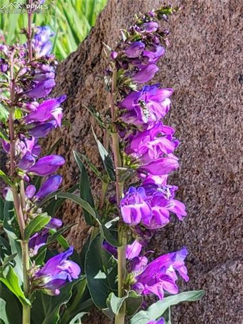 Tiny photo for 50 Worley Road, Divide, CO 80814 (MLS # 7349814)