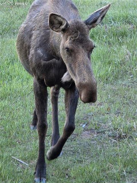 Tiny photo for 50 Worley Road, Divide, CO 80814 (MLS # 7349814)