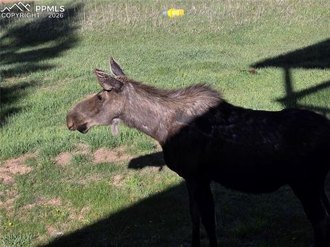 Tiny photo for 50 Worley Road, Divide, CO 80814 (MLS # 7349814)