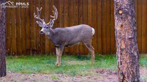 Tiny photo for 500 W Kelly Road, Woodland Park, CO 80863 (MLS # 1917039)