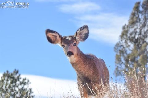 Tiny photo for 79 Beaver Creek Circle, Florissant, CO 80816 (MLS # 3616855)