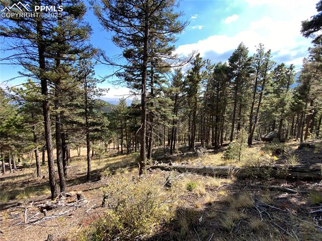 342 Ponderosa View