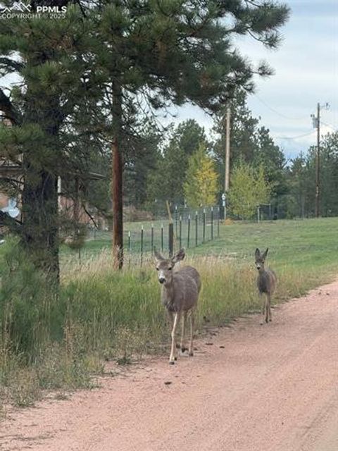 Tiny photo for 234 Wasatch Lane, Florissant, CO 80816 (MLS # 2849950)
