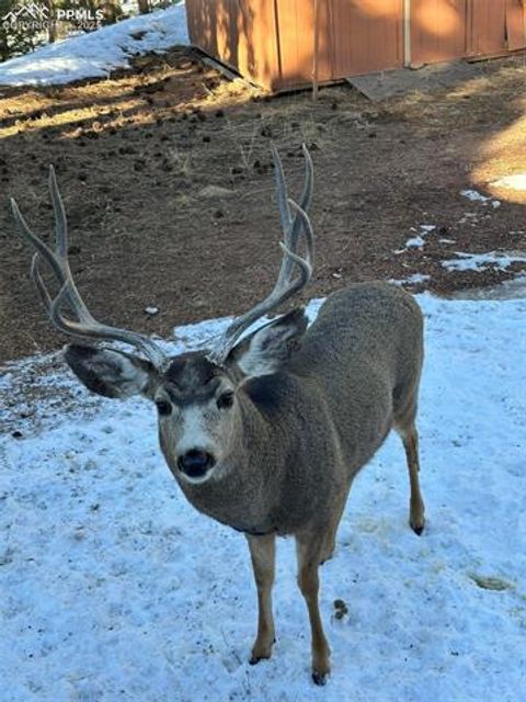 Tiny photo for 234 Wasatch Lane, Florissant, CO 80816 (MLS # 2849950)