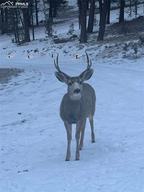 Tiny photo for 234 Wasatch Lane, Florissant, CO 80816 (MLS # 2849950)