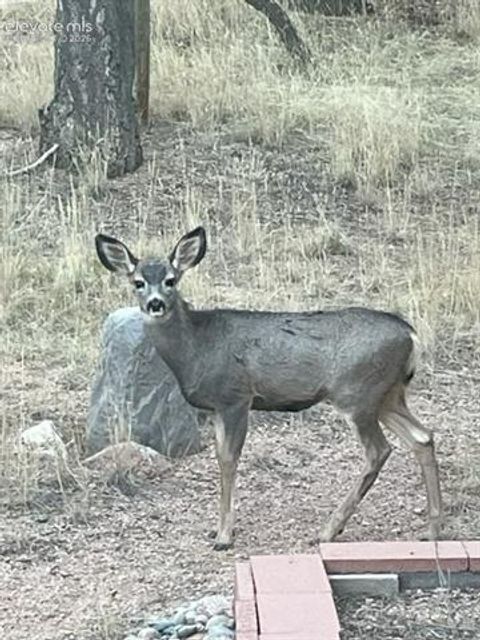 Tiny photo for 269 Southpark Road, Florissant, CO 80816 (MLS # 3584662)