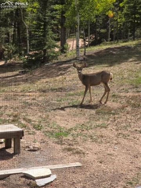 Tiny photo for 399 Saguache Drive, Florissant, CO 80816 (MLS # 5945210)