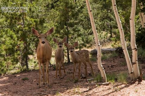 Tiny photo for 131 Paradiso Road, Divide, CO 80814 (MLS # 2504860)