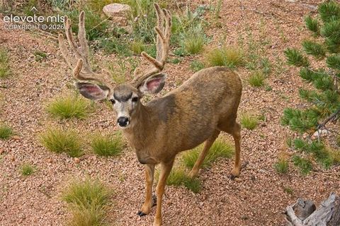 Tiny photo for 131 Paradiso Road, Divide, CO 80814 (MLS # 2504860)