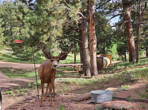 Tiny photo for 1563 Southpark Road, Florissant, CO 80816 (MLS # 2994628)