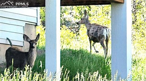 Tiny photo for 324 Pike View Lane, Florissant, CO 80816 (MLS # 6617353)
