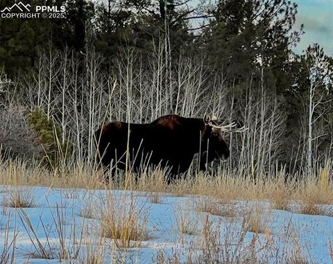 Tiny photo for 2028 Crystal Peak Drive, Lake George, CO 80827 (MLS # 4526745)