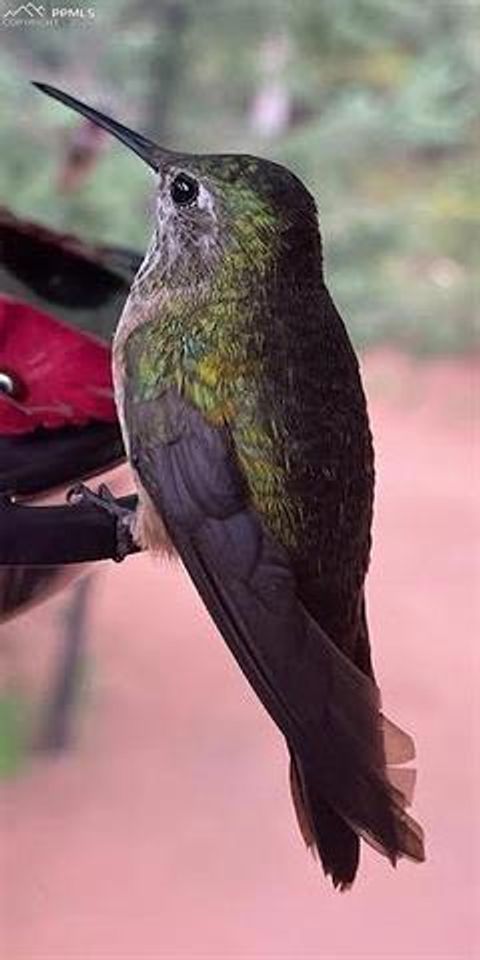 Tiny photo for 155 Squilchuk Trail, Woodland Park, CO 80863 (MLS # 1960949)