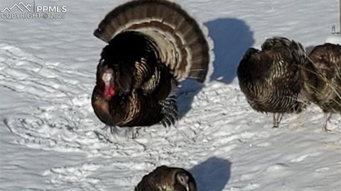 Tiny photo for 47 Aspen Road, Woodland Park, CO 80863 (MLS # 3244423)