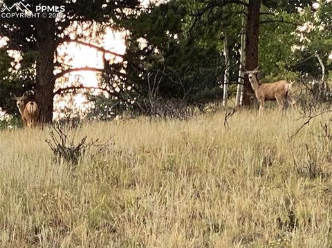 Tiny photo for 117 Rabbil Creek Trail, Florissant, CO 80816 (MLS # 9537176)