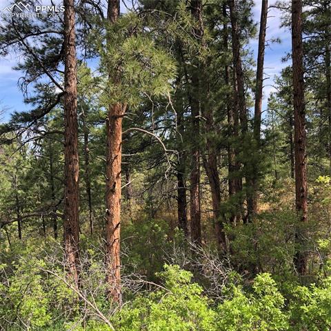 2207 etal Senecio Drive