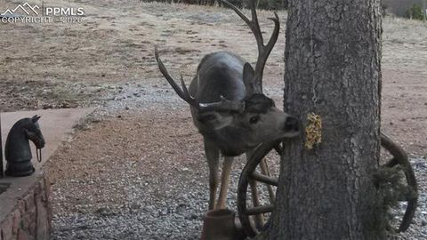 Tiny photo for 10316 El Paso Avenue, Green Mountain Falls, CO 80819 (MLS # 8821193)