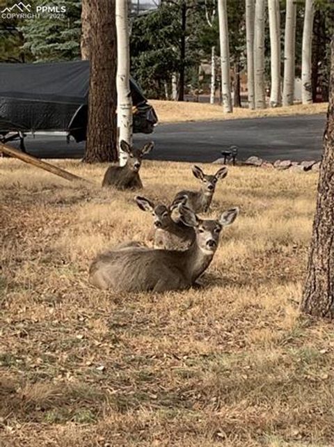 Tiny photo for 940 E Kelleys Road, Woodland Park, CO 80863 (MLS # 1563001)