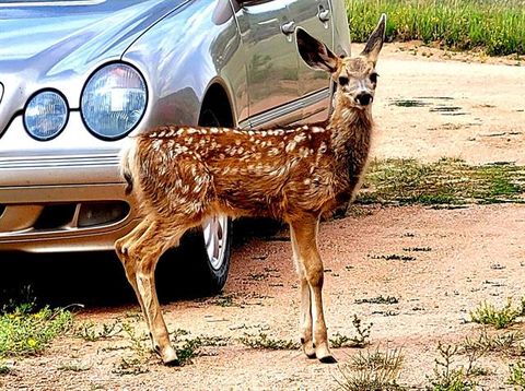 Tiny photo for 891 S Mountain Estates Road, Florissant, CO 80816 (MLS # 3928177)