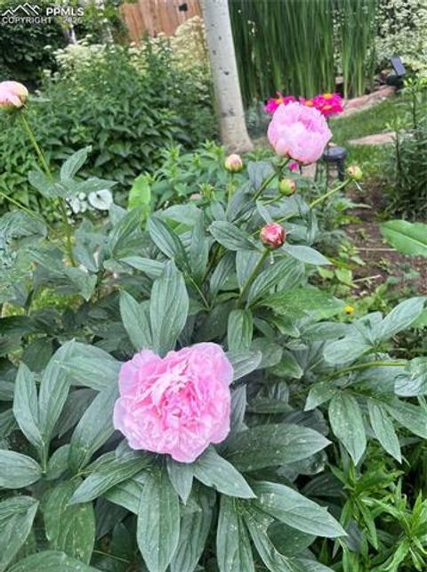 Tiny photo for 210 Mesa Avenue, Manitou Springs, CO 80829 (MLS # 5788659)