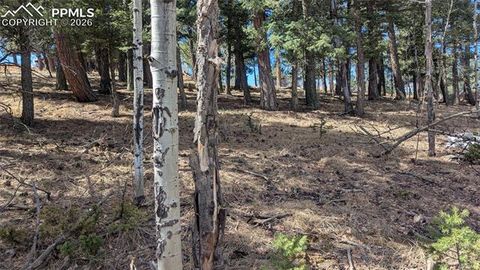 Photo of 924 Will Scarlet Drive, Divide, CO 80814 (MLS # 3175429)