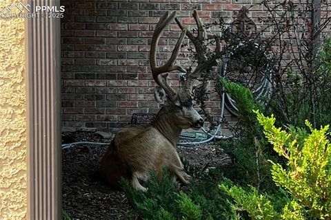 Tiny photo for 506 Orion Place, Colorado Springs, CO 80906 (MLS # 9601853)