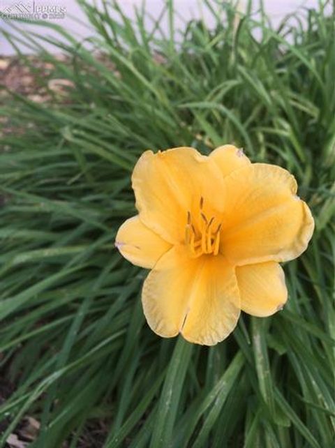 Tiny photo for 725 Lancers Court, Monument, CO 80132 (MLS # 3717979)