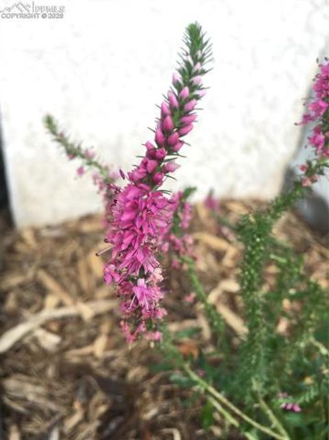 Tiny photo for 725 Lancers Court, Monument, CO 80132 (MLS # 3717979)