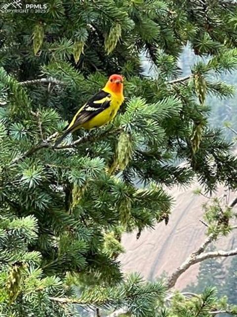 Tiny photo for 6104 Coffee Pot Road, Manitou Springs, CO 80829 (MLS # 7791676)