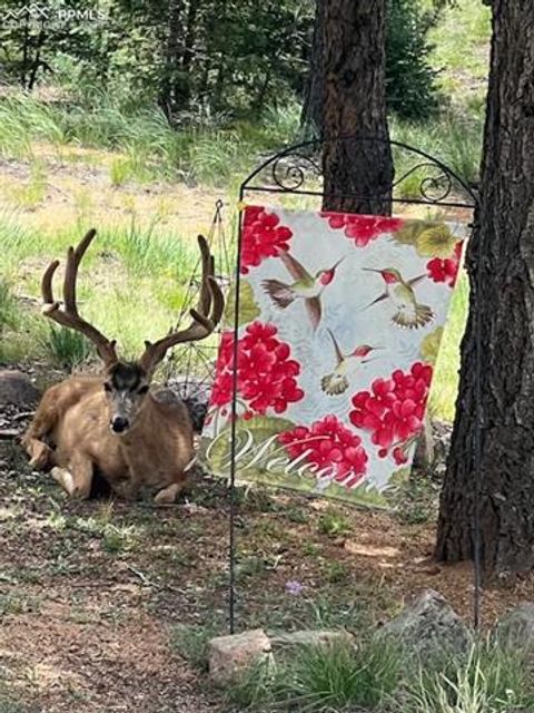 Tiny photo for 6104 Coffee Pot Road, Manitou Springs, CO 80829 (MLS # 7791676)