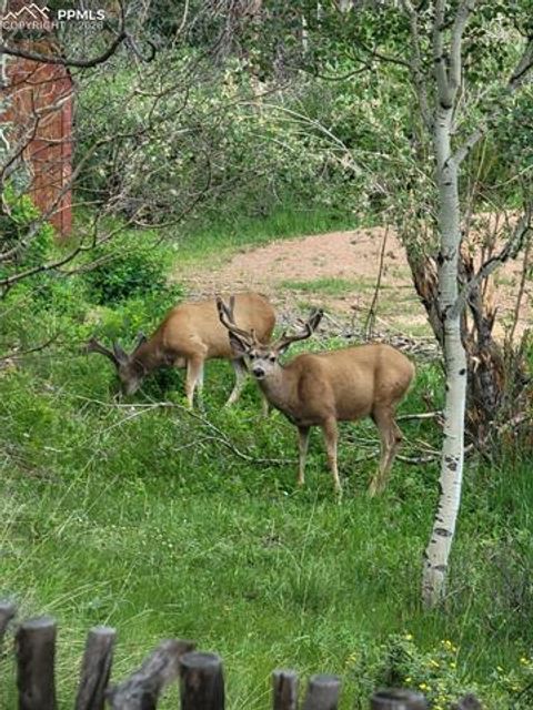 Tiny photo for 325 Willow Road, Divide, CO 80814 (MLS # 4192722)