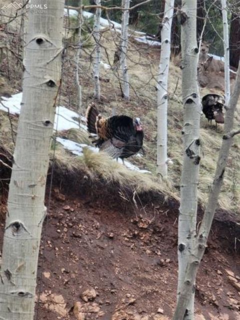 Tiny photo for 325 Willow Road, Divide, CO 80814 (MLS # 4192722)