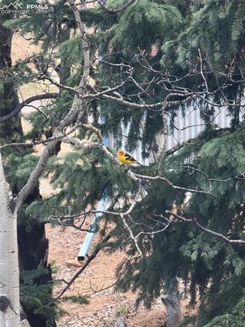 Tiny photo for 325 Willow Road, Divide, CO 80814 (MLS # 4192722)