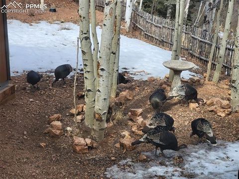 Tiny photo for 325 Willow Road, Divide, CO 80814 (MLS # 4192722)