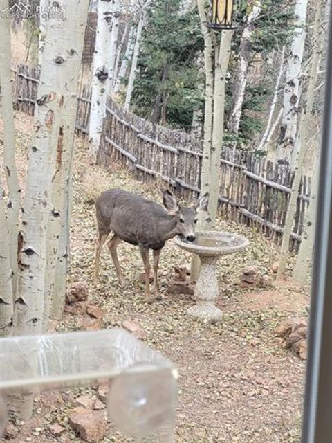 Tiny photo for 325 Willow Road, Divide, CO 80814 (MLS # 4192722)