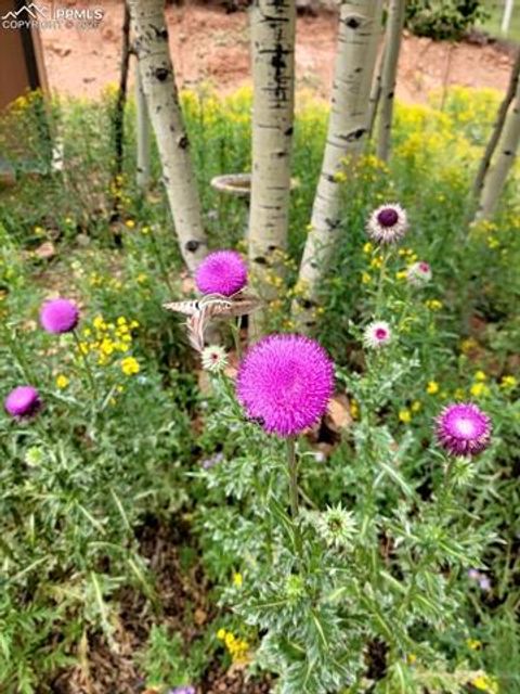 Tiny photo for 325 Willow Road, Divide, CO 80814 (MLS # 4192722)