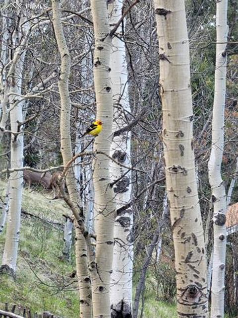 Tiny photo for 325 Willow Road, Divide, CO 80814 (MLS # 4192722)