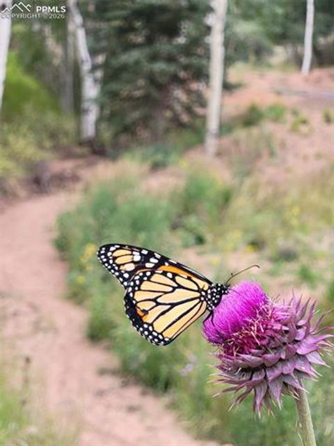 Tiny photo for 325 Willow Road, Divide, CO 80814 (MLS # 4192722)