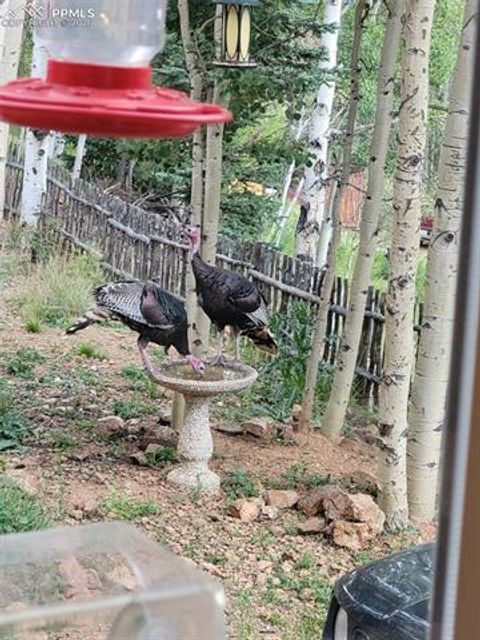 Tiny photo for 325 Willow Road, Divide, CO 80814 (MLS # 4192722)