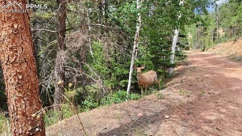 Tiny photo for 83 Pika Creek Trail, Florissant, CO 80816 (MLS # 6403137)