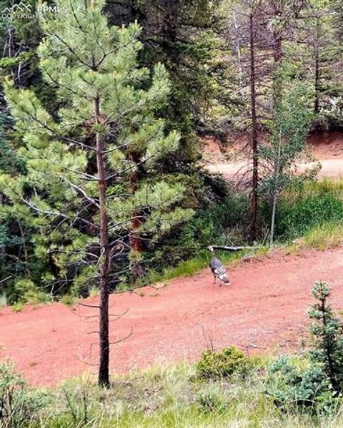 Tiny photo for 83 Pika Creek Trail, Florissant, CO 80816 (MLS # 6403137)