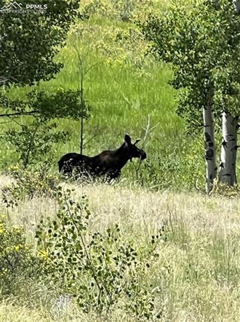 Tiny photo for 3153 Homestake Place, Florissant, CO 80816 (MLS # 3678093)
